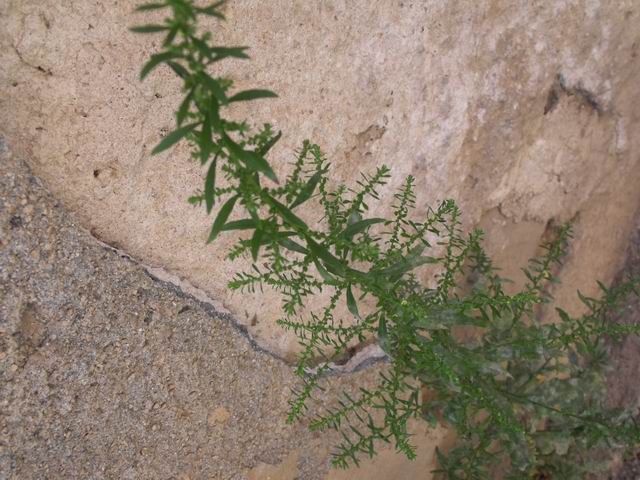 Dysphania ambrosioides da confermare